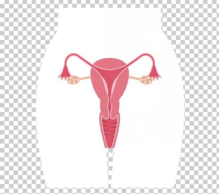 Ovary Female Reproductive System Uterus PNG, Clipart, Agar, Call, Cervix, Female Reproductive System, Kista Free PNG Download
