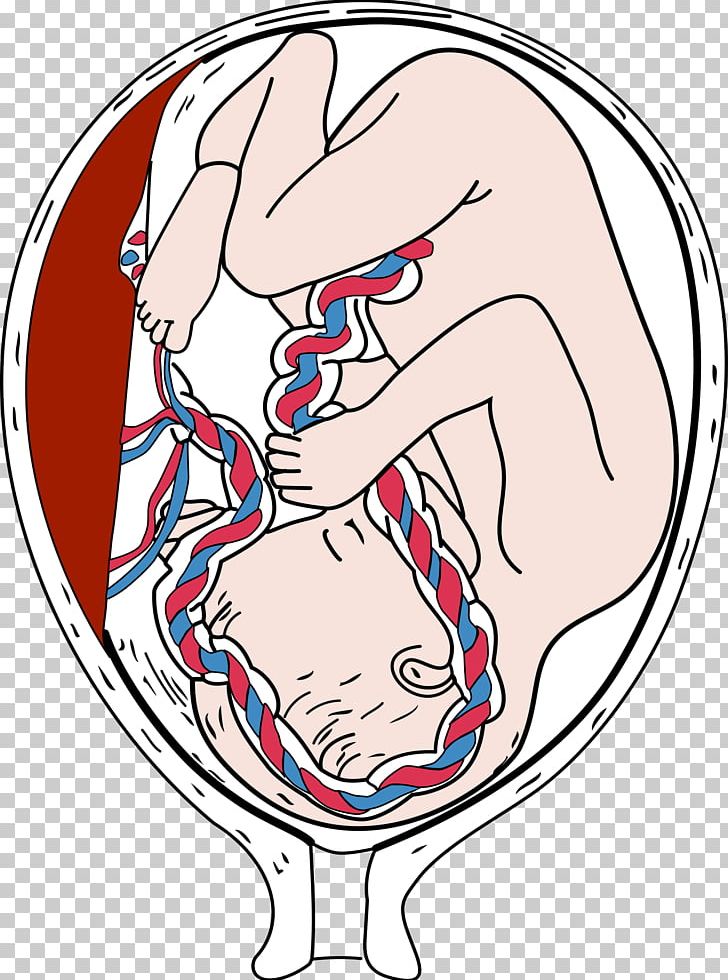 Placenta Embryo Fetus Pregnancy PNG, Clipart, Area, Arm, Art, Artwork, Birth Free PNG Download