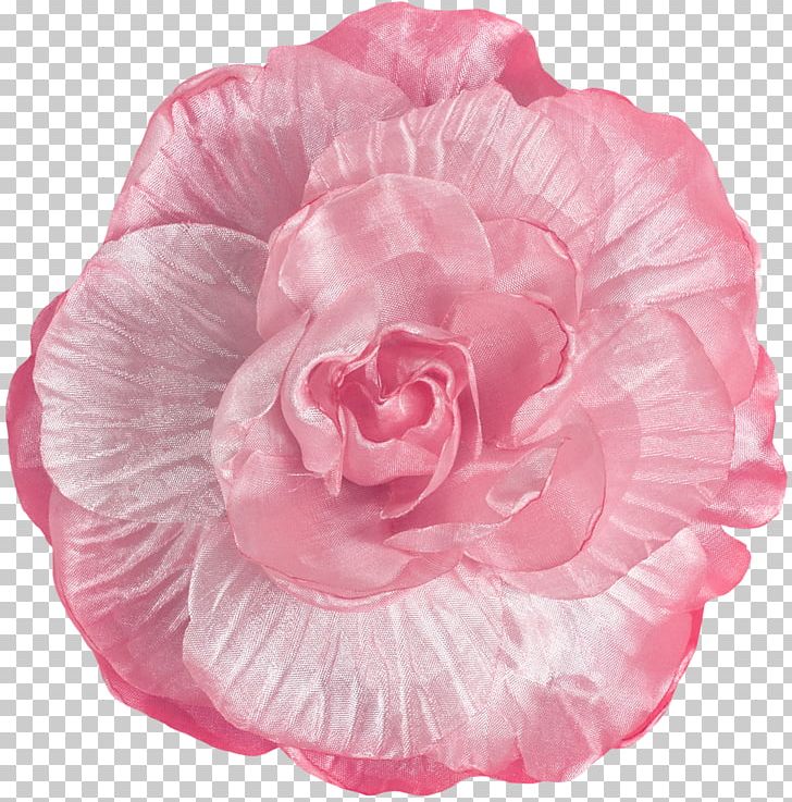 Garden Roses Cabbage Rose Cut Flowers Peony Petal PNG, Clipart, Cabbage Rose, Camellia, Cut Flowers, Dsd, Flower Free PNG Download
