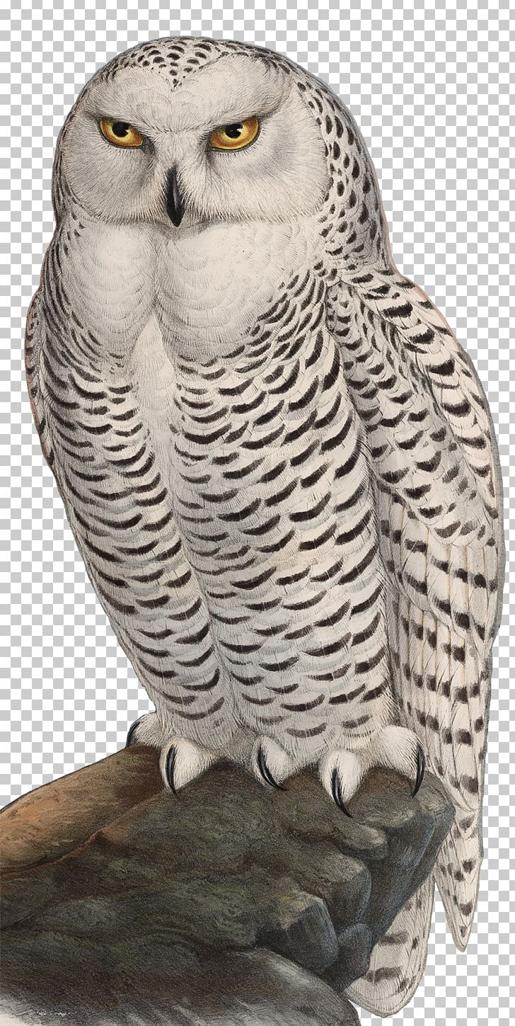 Great Grey Owl Bird Snowy Owl Watercolor Painting PNG, Clipart, Animal, Animals, Art, Barn Owl, Barred Owl Free PNG Download
