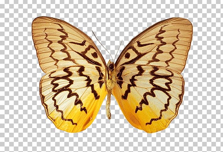 Monarch Butterfly Moth Animation PNG, Clipart, Animal, Anime, Arthropod, Blue, Brush Footed Butterfly Free PNG Download