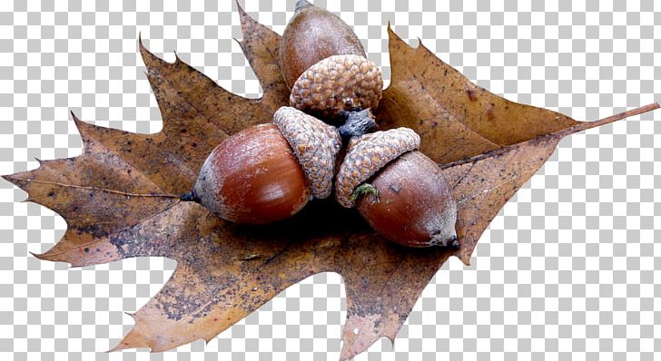 Acorn Oak PNG, Clipart, Acorn, Auglis, Chestnut, Clip Art, Digital Image Free PNG Download