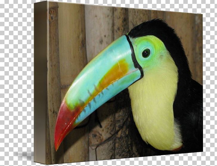 Bird Toucan Piciformes Beak Fauna PNG, Clipart, Animals, Beak, Bird, Fauna, Piciformes Free PNG Download