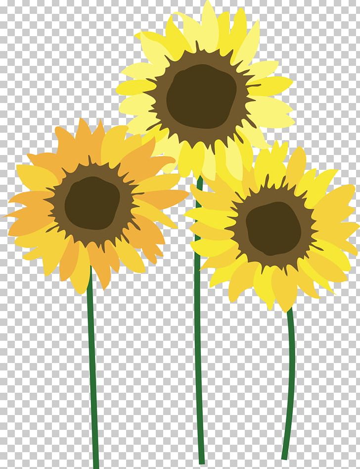 Common Sunflower Sunflower Seed Daisy Family Cut Flowers PNG, Clipart, Aaron Siskind, Common Sunflower, Cut Flowers, Daisy Family, Festival Free PNG Download