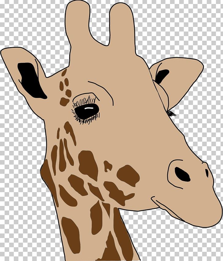 Giraffe Neck Snout Wildlife PNG, Clipart, Animal, Fauna, Giraffe, Giraffe Head, Giraffidae Free PNG Download