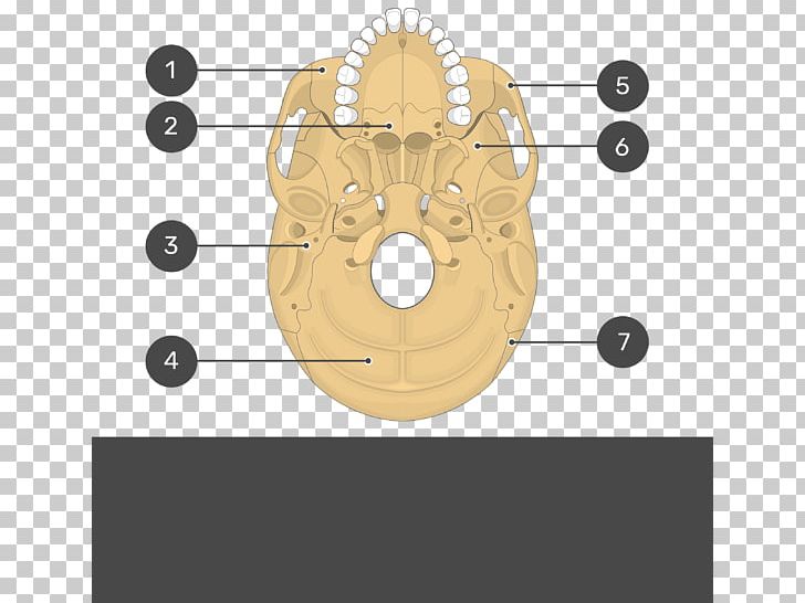 Pterygoid Processes Of The Sphenoid Sphenoid Bone Medial Pterygoid Muscle Anatomy PNG, Clipart, Anatomy, Angle, Bone, Circle, Greater Wing Of Sphenoid Bone Free PNG Download