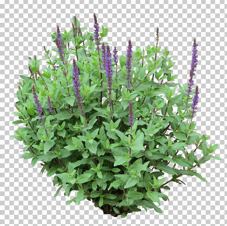 Shrub Tree PNG, Clipart, Architectural Rendering, Barberry, Bellflower Family, Bush, Bushes Free PNG Download