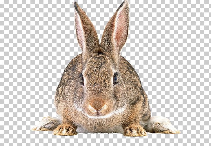 Angel Bunny Portable Network Graphics Rabbit PNG, Clipart, Angel Bunny, Animal, Animals, Desktop Wallpaper, Domestic Rabbit Free PNG Download