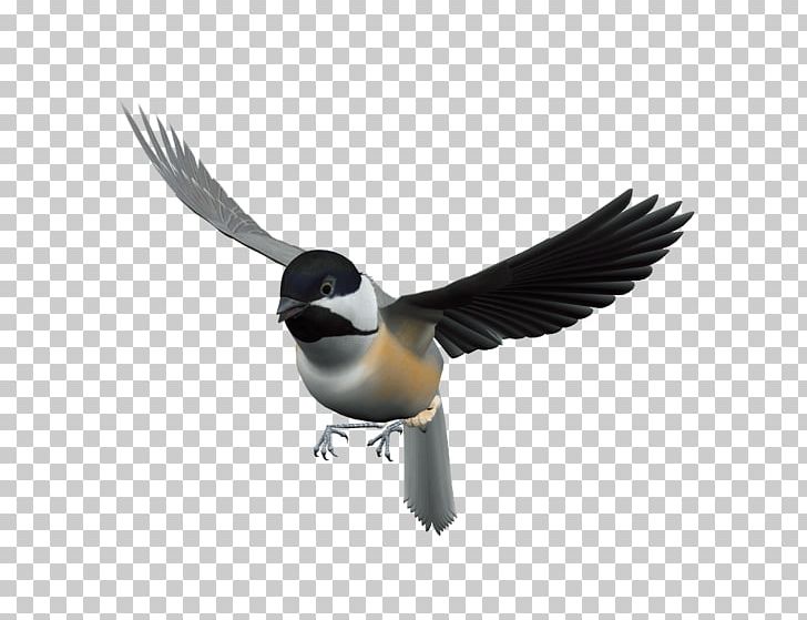 Bird Flight PNG, Clipart, Animals, Beak, Bird, Bird Cage, Bird Flight Free PNG Download