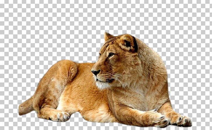 East African Lion Cat Felidae UXGA PNG, Clipart, 720p, Big Cats, Carnivoran, Cat, Cat Like Mammal Free PNG Download