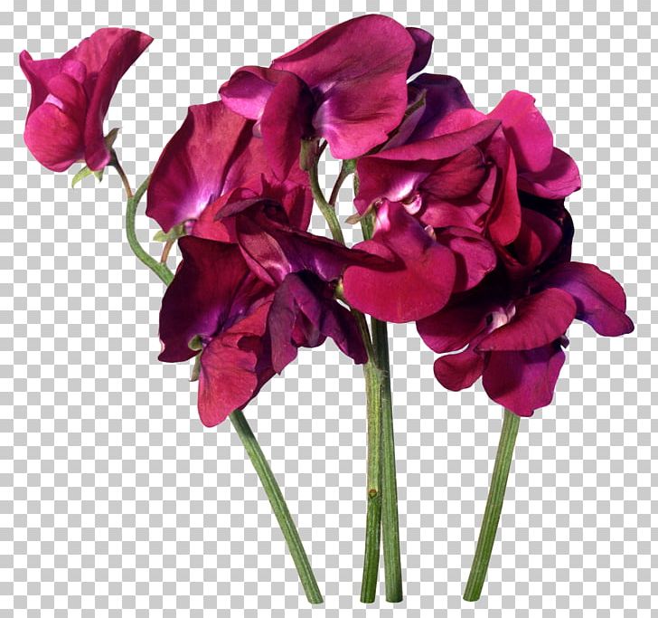Flower Purple Salat Wudu PNG, Clipart, Annual Plant, Artificial Flower, Cut Flowers, Flower Bouquet, Flowering Plant Free PNG Download
