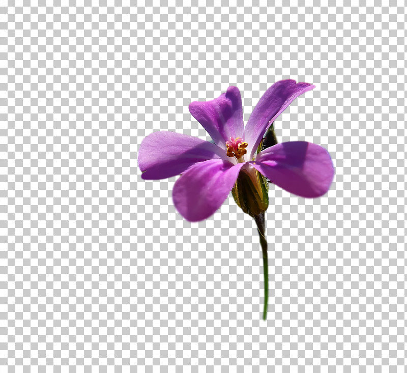 Moth Orchids Petal Orchids Matteo Viola PNG, Clipart, Matteo Viola, Moth Orchids, Orchids, Petal Free PNG Download