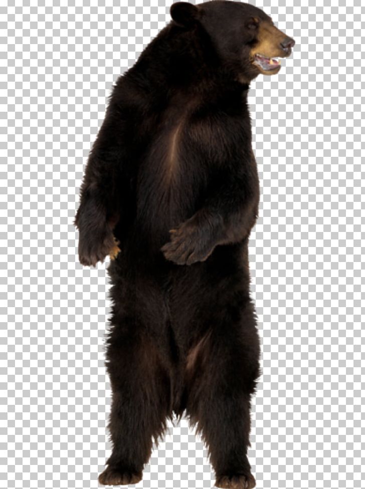 American Black Bear Polar Bear PNG, Clipart, American Black Bear, Animals, Bear, Brown Bear, Carnivoran Free PNG Download
