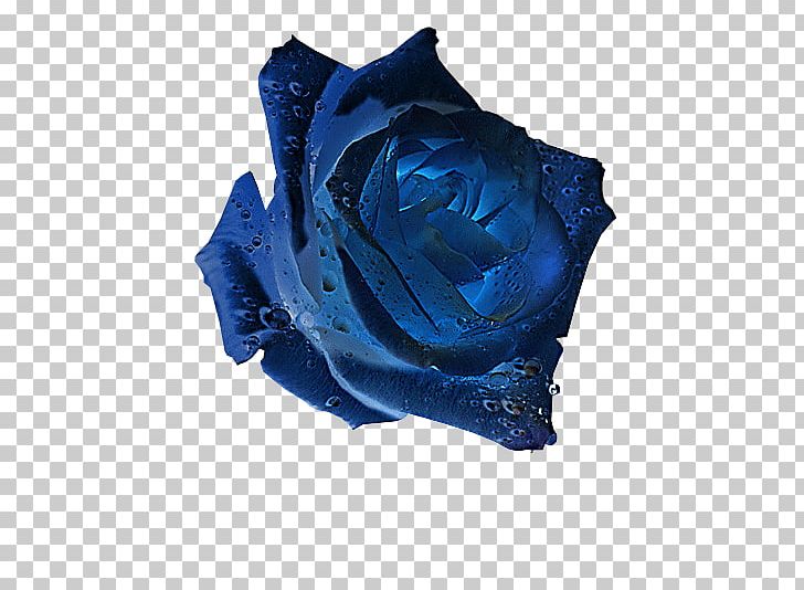 Blue Rose Garden Roses Flower PNG, Clipart, Biscuits, Blue, Blue Rose, Cicek, Cicek Resimleri Free PNG Download