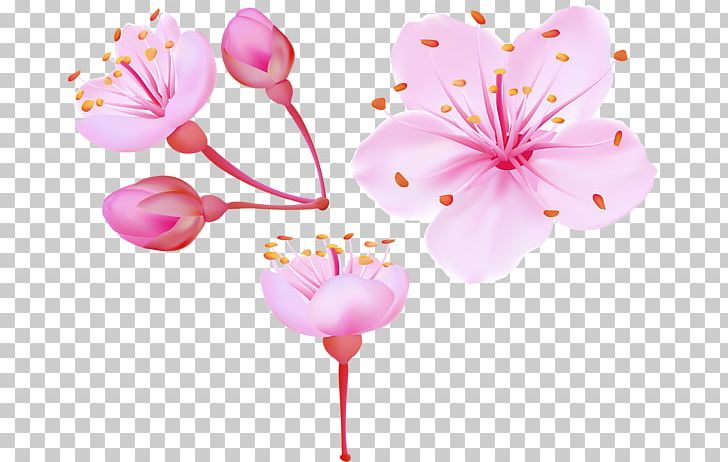 Cherry Blossom PNG, Clipart, Art, Balloon, Blossom, Cherry, Cherry Blossom Free PNG Download
