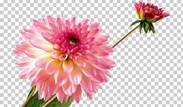 Dahlia Common Sunflower Daisy Family Petal PNG, Clipart, Annual Plant, Aster, Dahlia, Daisy Family, Flower Free PNG Download