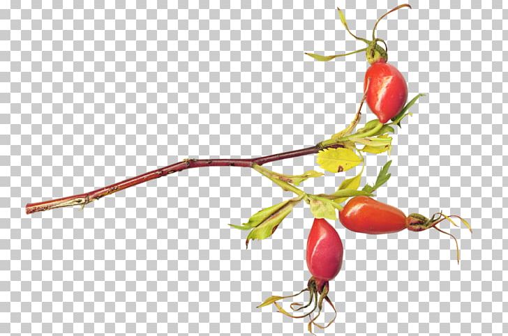 Rose Hip Tea Food Auglis Plant PNG, Clipart, Auglis, Avocado, Bell Peppers And Chili Peppers, Berry, Branch Free PNG Download