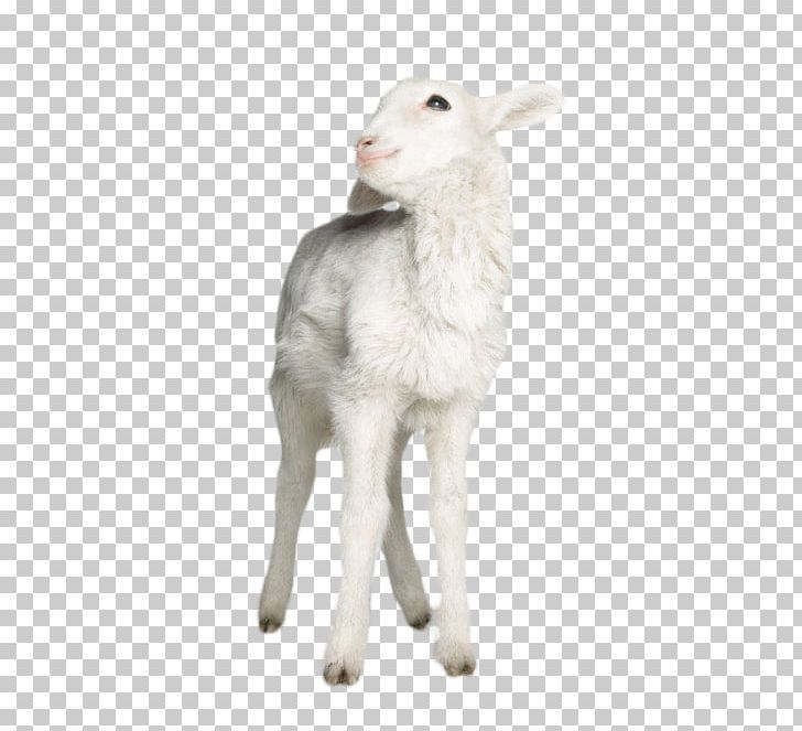 Sheep Goat Lamb Nutsdier Animal PNG, Clipart, Alpaca, Animal, Animals, Cattle Like Mammal, Cow Goat Family Free PNG Download