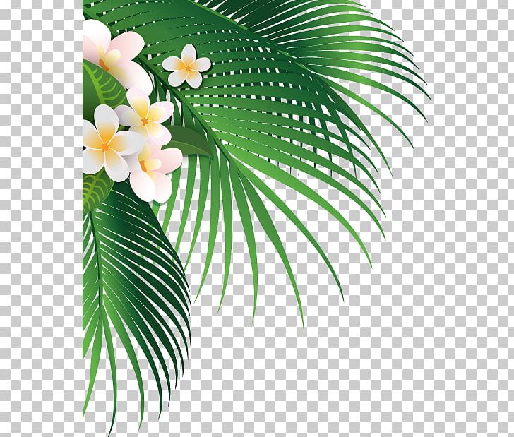 Leaf Green PNG, Clipart, Arecaceae, Arecales, Background Green, Branch, Child Free PNG Download