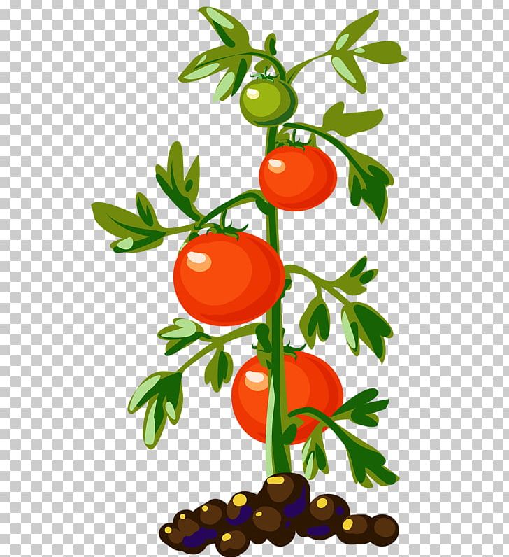 Tomato plant in pot sketch Royalty Free Vector Image