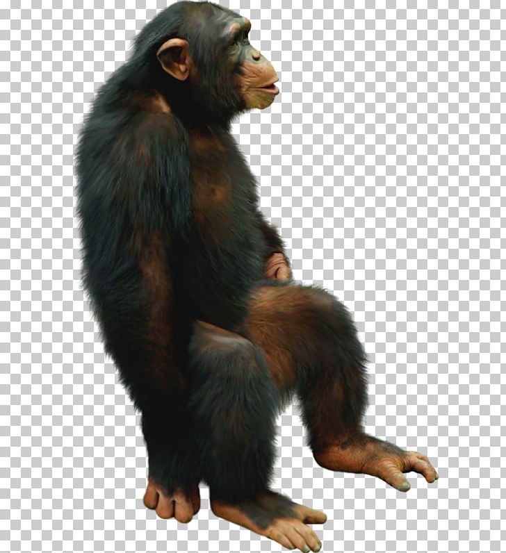Common Chimpanzee Gorilla Monkey Cheeta PNG, Clipart, Animal, Animals, Black, Blog, Chimpanzee Free PNG Download