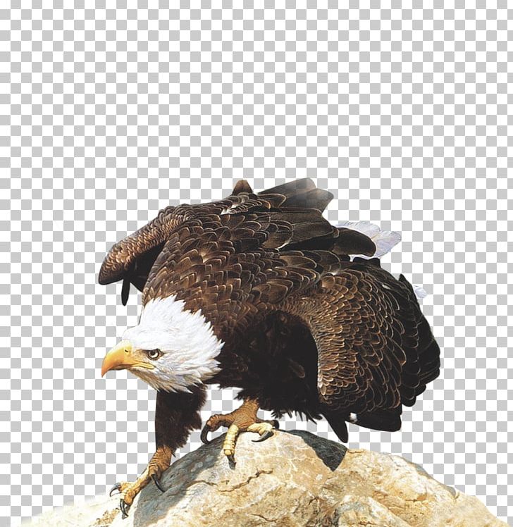 Competition Business PNG, Clipart, Accipitriformes, Animals, Bald Eagle, Banner, Beak Free PNG Download