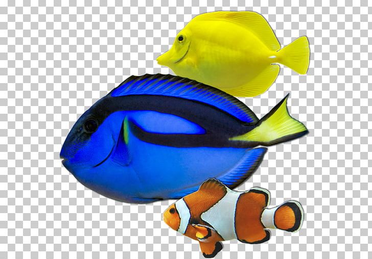 Duck Coral Reef PNG, Clipart, Animal Figure, Beak, Bird, Cobalt Blue, Computer Software Free PNG Download