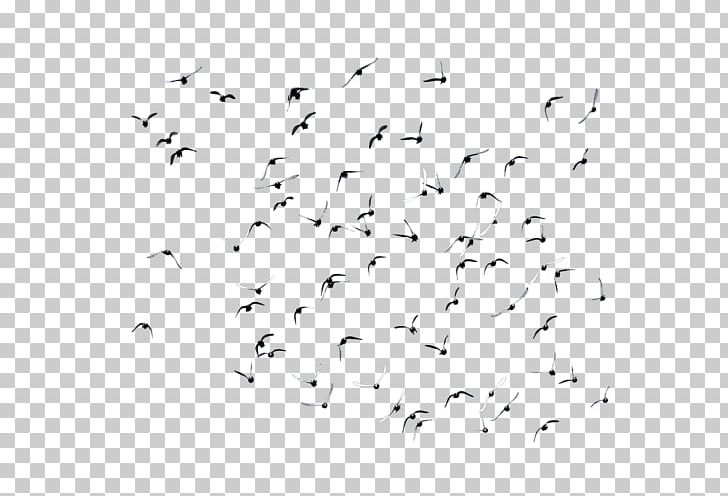 Portable Network Graphics Bird Desktop Flock PNG, Clipart, Animal Migration, Animals, Area, Beak, Bird Free PNG Download