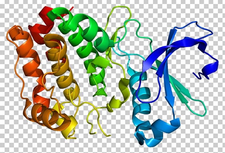 Serine/threonine-specific Protein Kinase Protein Kinase B PNG, Clipart, Artwork, Aurora A Kinase, Bmpr1a, Enzyme, Kinase Free PNG Download