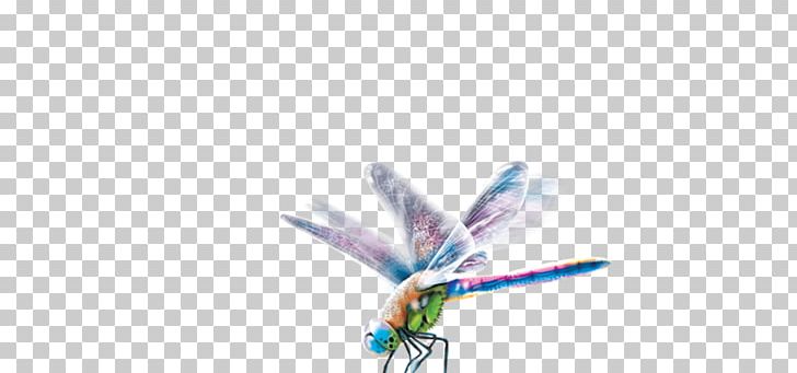 Dragonfly Insect Desktop Close-up Pollinator PNG, Clipart, Closeup, Closeup, Computer, Computer Wallpaper, Desktop Wallpaper Free PNG Download