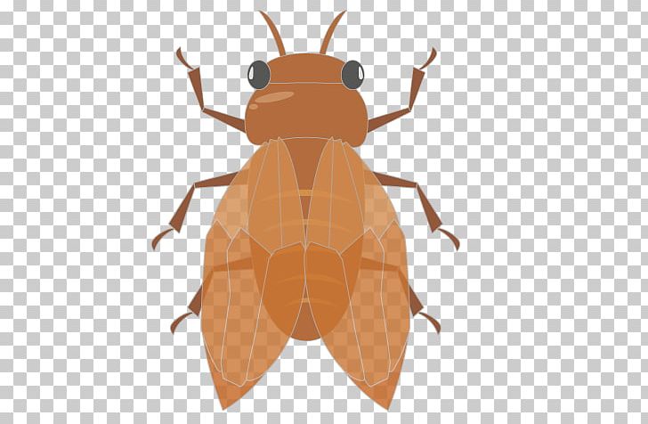 Beetle Illustration Insect Wing PNG, Clipart, Animals, Arthropod, Beetle, Cicada, Fly Free PNG Download