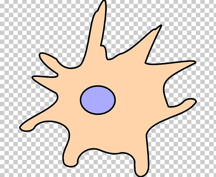 Dendritic Cell Drawing PNG, Clipart, Artwork, Cell, Cell Migration, Clipart, Clip Art Free PNG Download