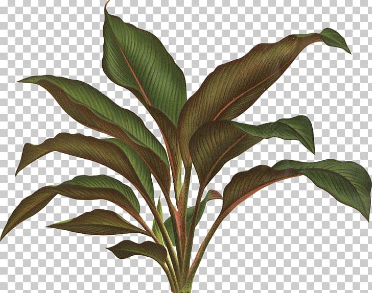 Botanical Illustration Botany Plant Drawing PNG, Clipart, Art, Botanical Illustration, Botany, Drawing, Flower Free PNG Download