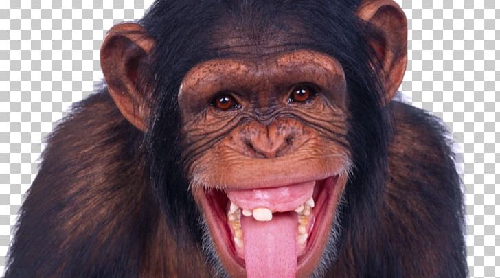 Chimpanzee Ape Monkey PNG, Clipart, Aggression, Animals, Ape, Celebes Crested Macaque, Chimpanzee Free PNG Download