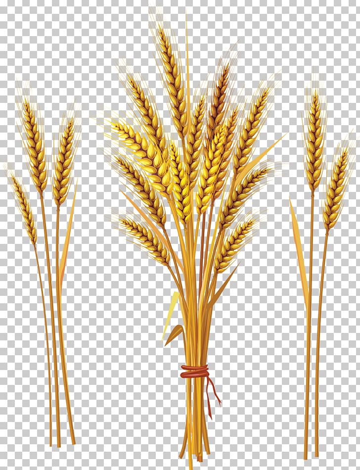 Common Wheat Cereal Ear PNG, Clipart, Agriculture, Avena, Barley, Bread, Cereal Germ Free PNG Download