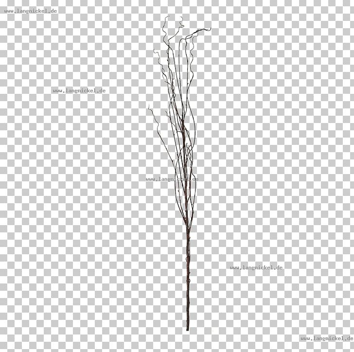 Grasses Line Angle White Font PNG, Clipart, Angle, Art, Black And White, Branch, Family Free PNG Download