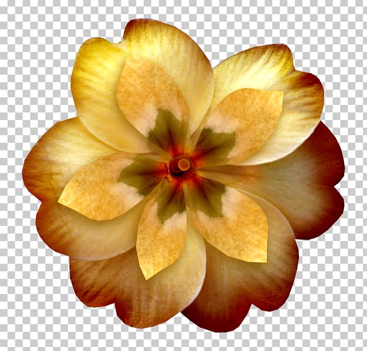 Yellow Flower Orange Petal PNG, Clipart, Author, Fleur, Flower, Flowering Plant, Flower Rose Free PNG Download