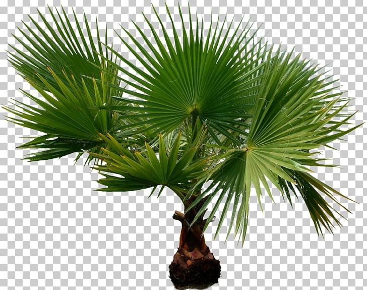 Arecaceae Houseplant Date Palms Tree PNG, Clipart, Arecaceae, Arecales, Borassus Flabellifer, Branch, Chamaerops Free PNG Download