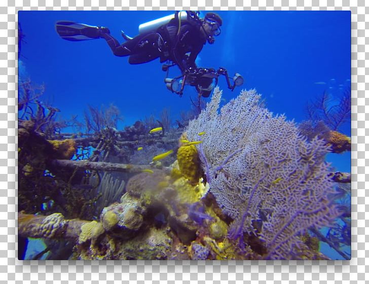 Coral Reef Fish Stony Corals Australian 4WD Hire Underwater PNG, Clipart,  Free PNG Download