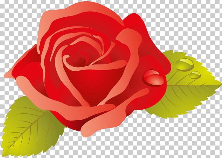 Garden Roses Cabbage Rose Floribunda Cut Flowers Petal PNG, Clipart,  Free PNG Download