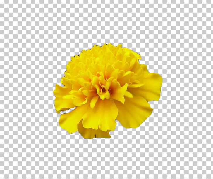 Mexican Marigold Calendula Officinalis Flower PNG, Clipart, Calendula, Calendula Officinalis, Chrysanthemum, Chrysanths, Dahlia Free PNG Download