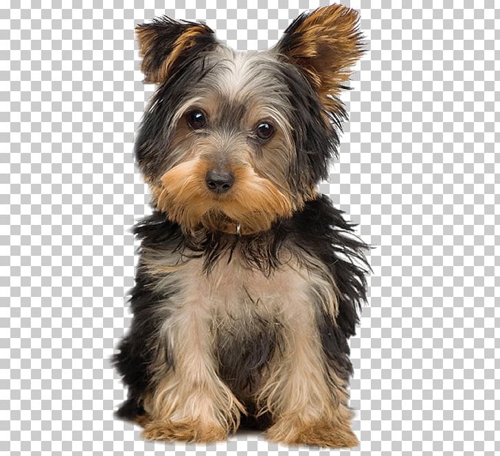 Morkie Yorkshire Terrier Puppy Maltese Dog Dog Breed PNG, Clipart, Aging In Dogs, Animals, Australian Silky Terrier, Australian Terrier, Carnivoran Free PNG Download