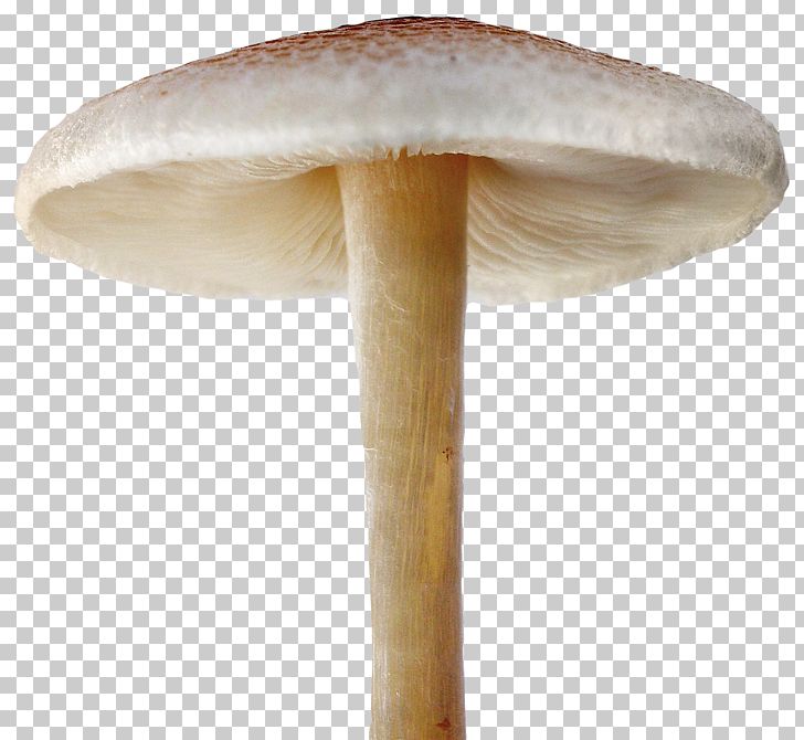 Mushroom PNG, Clipart, Canon, Clip Art, Computer Icons, Designer, Download Free PNG Download