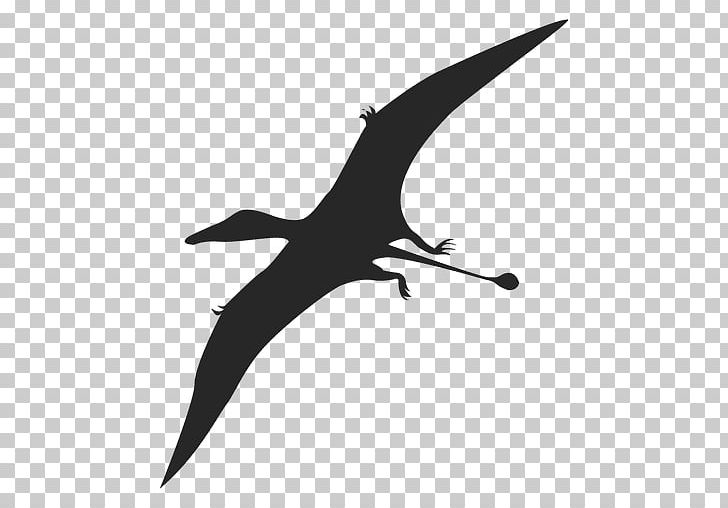 Pterodactyls Pterosaurs Silhouette Dinosaur Lambeosaurus PNG, Clipart, Animal, Animals, Beak, Bird, Black And White Free PNG Download