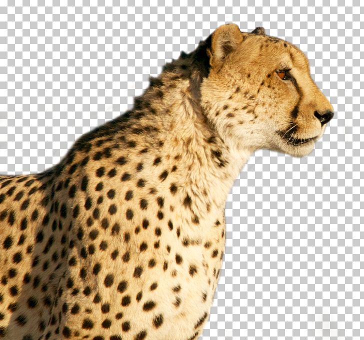 Cheetah Wildcat Tiger PNG, Clipart, Animal, Animal Print, Animals, Big Cats, Carnivoran Free PNG Download
