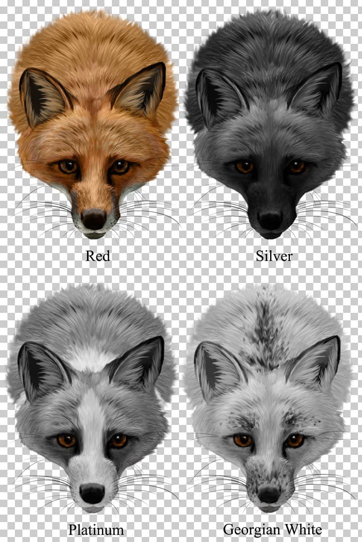 Domesticated Red Fox Arctic Fox Silver Fox PNG, Clipart, Animals, Arctic Fox, Breed, Canidae, Carnivoran Free PNG Download