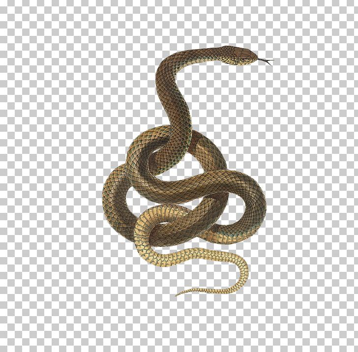 Hognose Snake Reptile Vipers Green Snakes PNG, Clipart, Animal, Animals, Colubridae, Colubrid Snakes, Egyptian Cobra Free PNG Download
