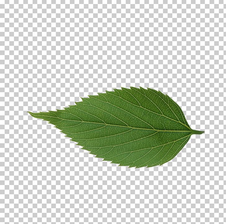 Leaf Avatar Icon PNG, Clipart, Autumn Leaf, Avatar, Black And White, Download, Drawing Free PNG Download