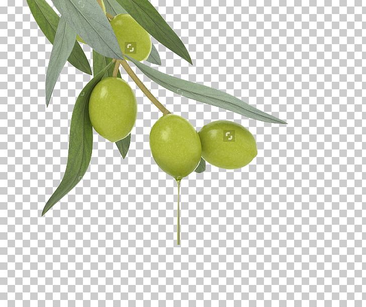 Lotion Cosmetics Olive Oil Skin Care PNG, Clipart, Antiaging Cream, Beauty, Black Olive, Branch, Care Free PNG Download