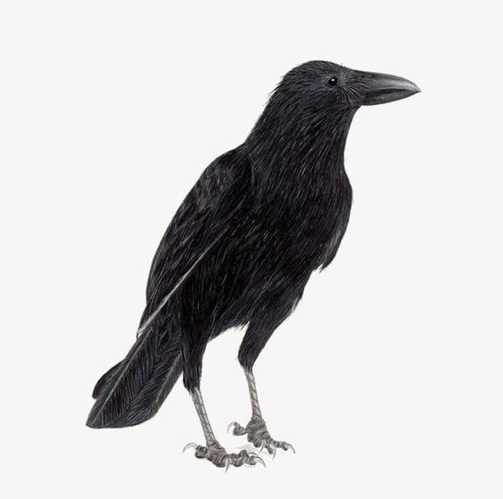 Crow PNG, Clipart, Animal, Birds, Black, Black Crow, Cartoon Free PNG Download